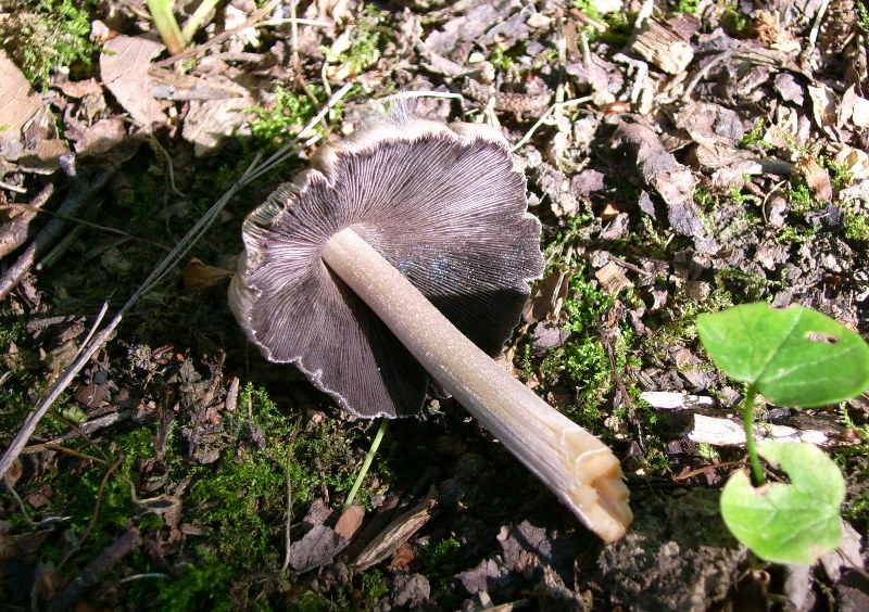 una famiglia numerosa